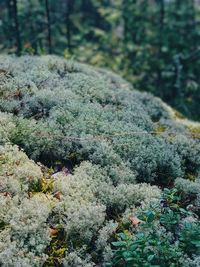 Close-up of fresh plants in forest