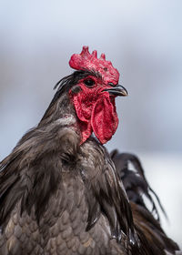 Close-up of rooster against sky