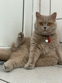 Portrait of cat sitting on floor at home