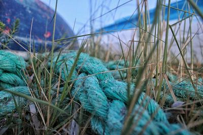 View of plants against blue sky