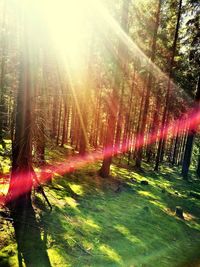 Sun shining through trees in forest