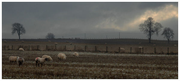Sheep grazing on field against sky