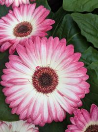 Close-up of pink daisy flower
