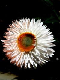 Close-up of white flowers