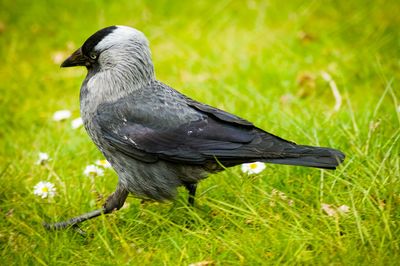 Close-up of a bird perching on a field