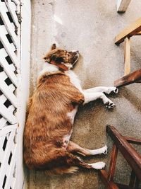 High angle view of dog sitting outdoors