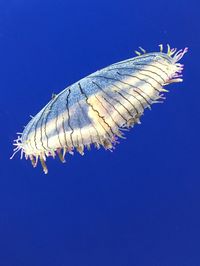 Low angle view of butterfly against clear blue sky