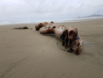 Dog on sand at beach against sky