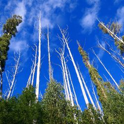 Low angle view of trees against blue sky