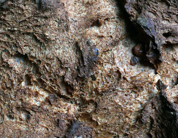 Rock formations on tree trunk