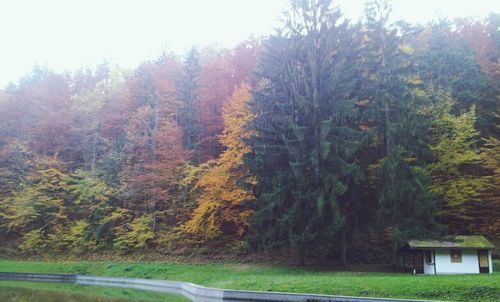 Trees on landscape