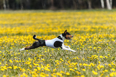 Portrait of dog running on field