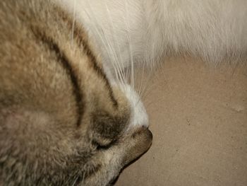 Close-up of cat