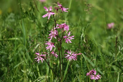 Close-up of pink flowering plants on field