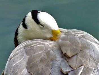 Close-up of goose