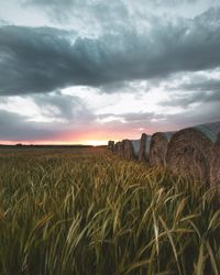 Scenic view of agricultural field against sky during sunset