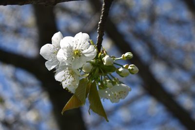 Close-up of white cherry blossoms in spring