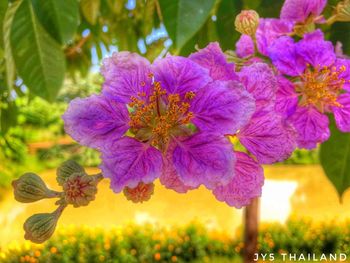 Close-up of flowers blooming outdoors