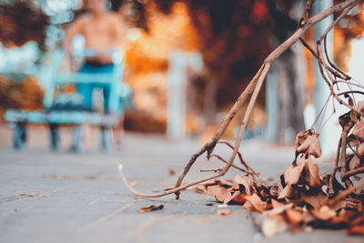 Close-up of dry leaves on empty road