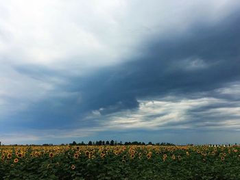 Scenic view of oilseed rape field against sky