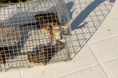 High angle view of monkey in cage