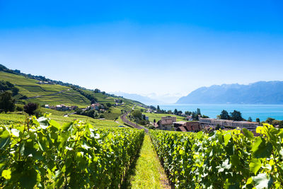 Scenic view of vineyard against sky