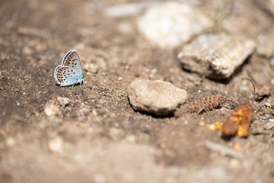 Close-up of butterfly on ground