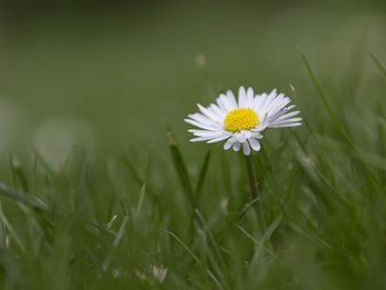 Close-up of white daisy on field