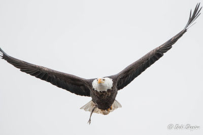 Low angle view of eagle flying against clear sky