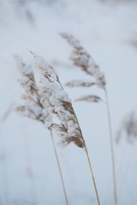 Close-up of dry plant against sky during winter