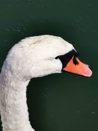 Close-up of swan floating on lake
