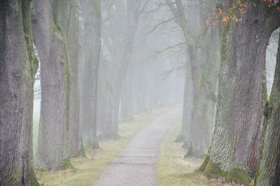 Dirt road amidst trees in forest