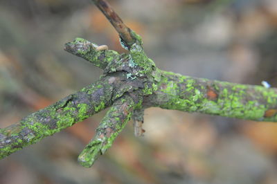 Close-up of a branch