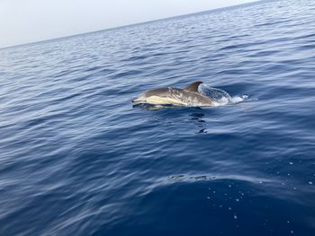 View of whale swimming in sea