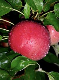 Close-up of wet red berries on plant