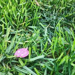 Close-up of plants growing outdoors