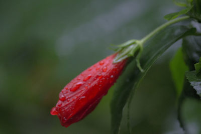 Close-up of red flower