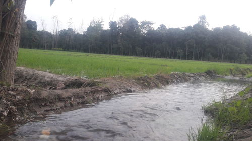 Scenic view of river amidst trees against sky