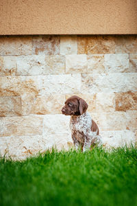 Dog sitting on wall