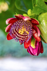 Close-up of red rose on plant