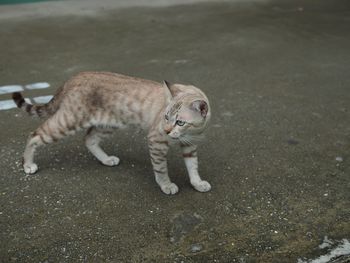 Full length of a cat walking on the road