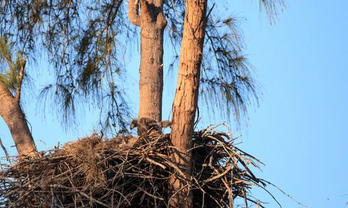 Low angle view of bird nest on tree against clear blue sky