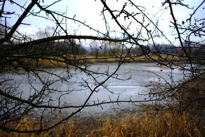 Reflection of bare trees in lake against sky