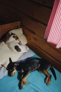 Dog lying at home