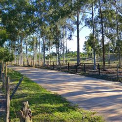 Road passing through forest