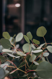 Close-up of potted plant