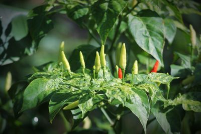 Close-up of leaves on plant