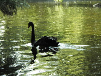 Swan swimming on lake