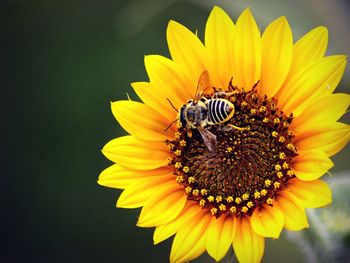 Close-up of bee on yellow flower