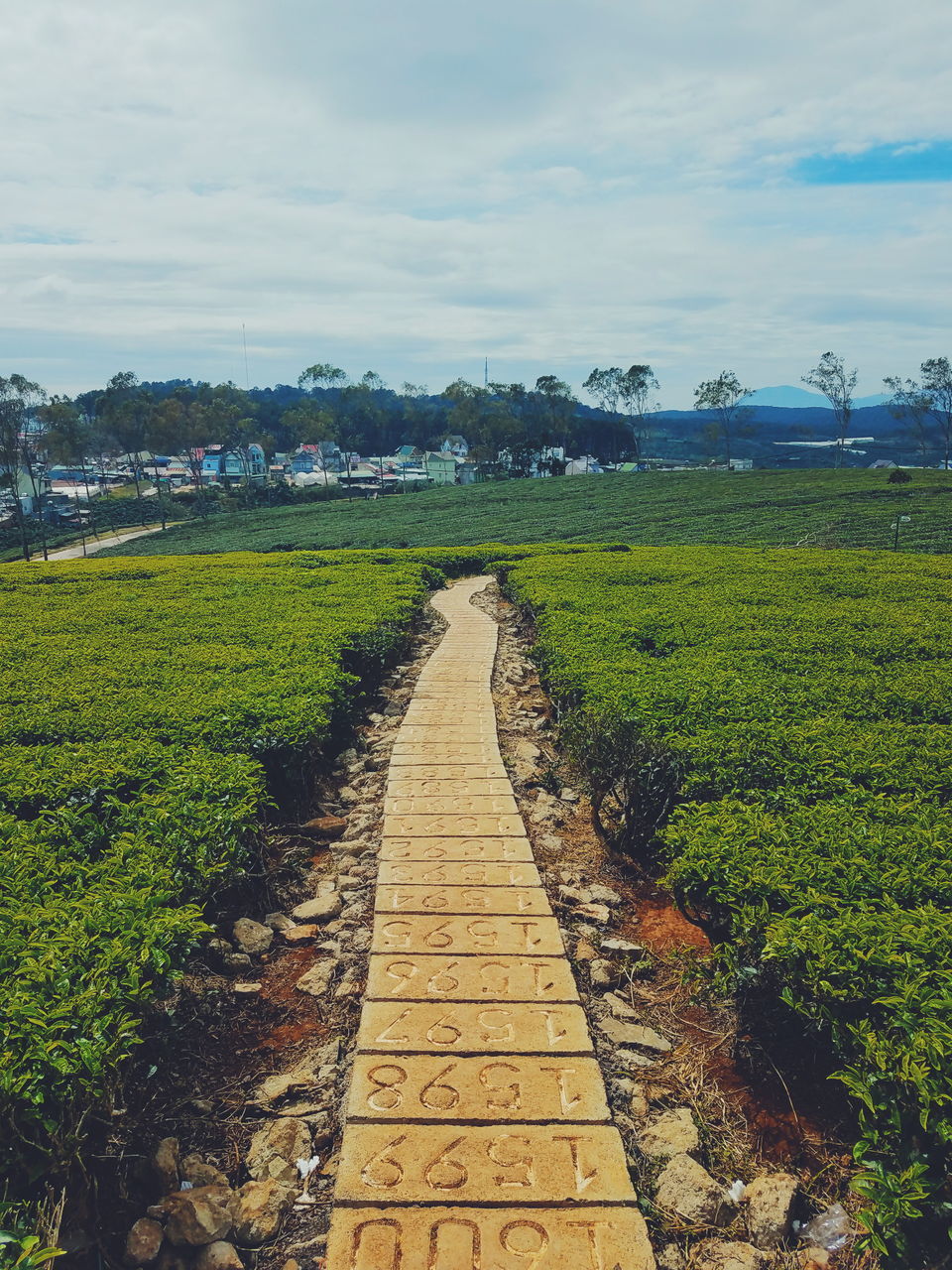 VIEW OF FOOTPATH ALONG PLANTS